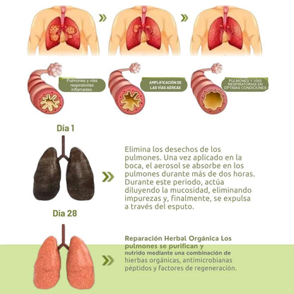 HERBAL LUNG™ | Limpieza Pulmonar Natural y Efectiva